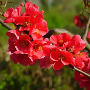 Chaenomeles Winter Cheer
